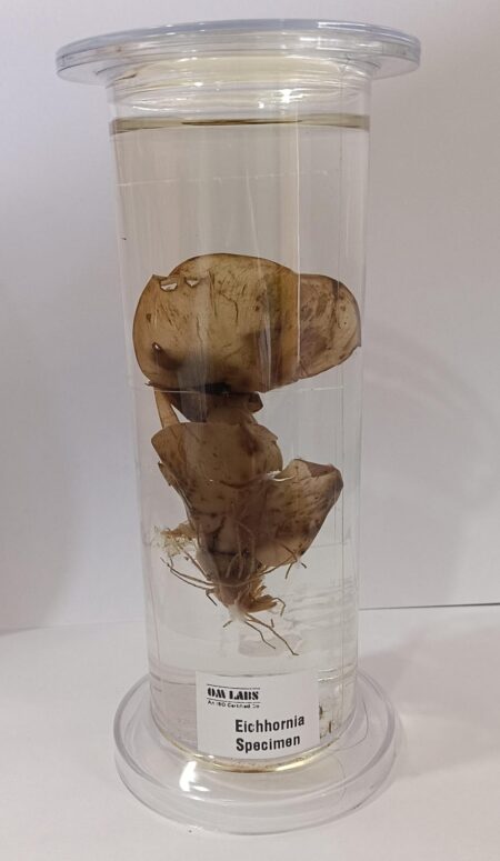 Eichhornia Specimen | Botany Specimen