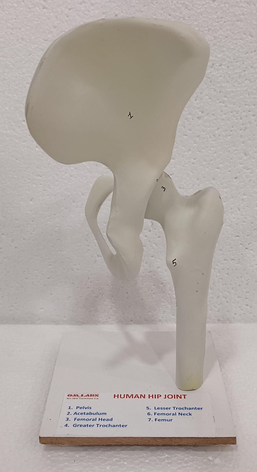 Human Joints Models ( Set of 6 Joints) - Image 5