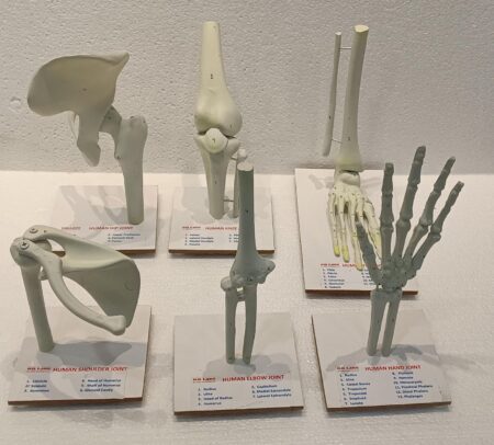 Human Joints Models ( Set of 6 Joints)