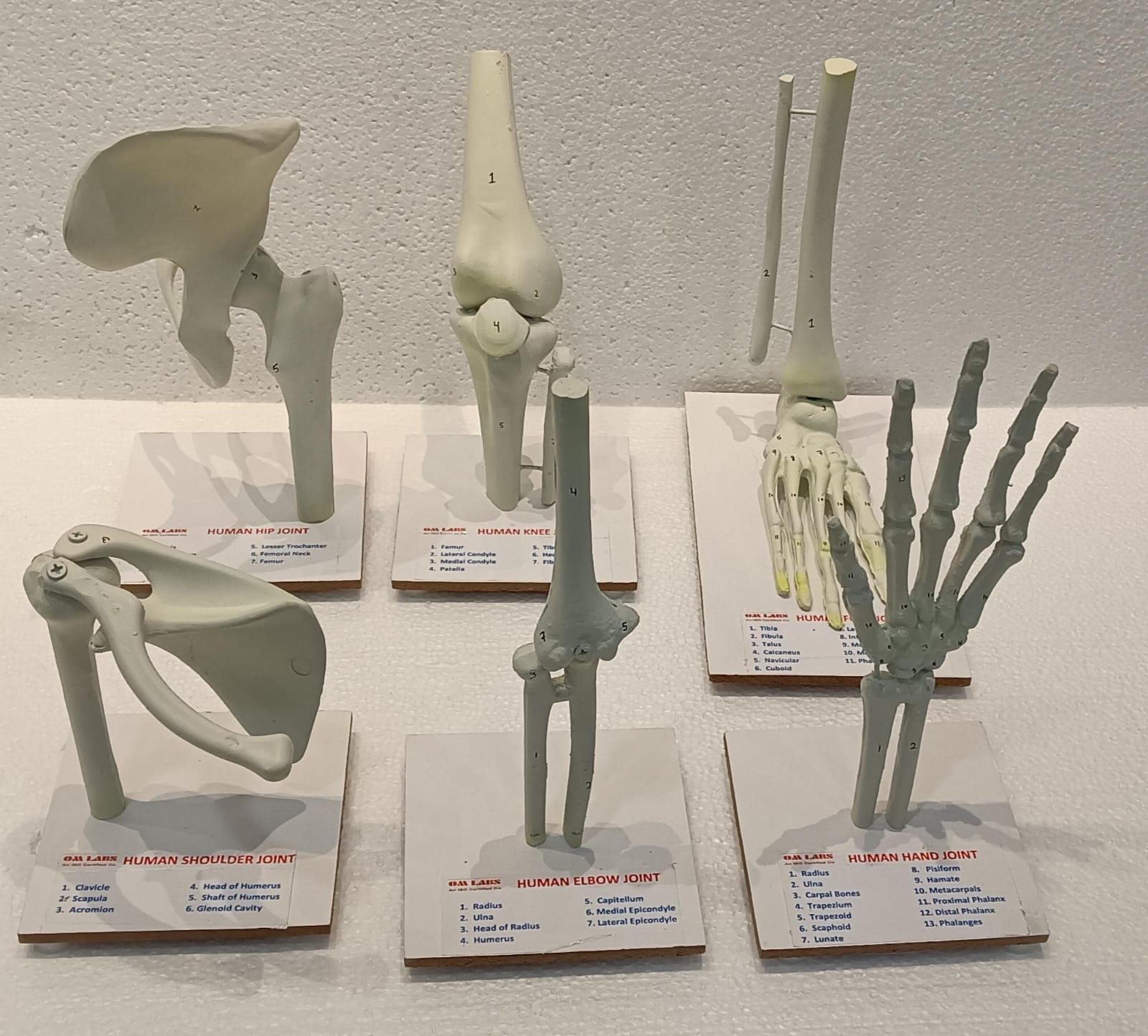 Human Joints Models ( Set of 6 Joints)