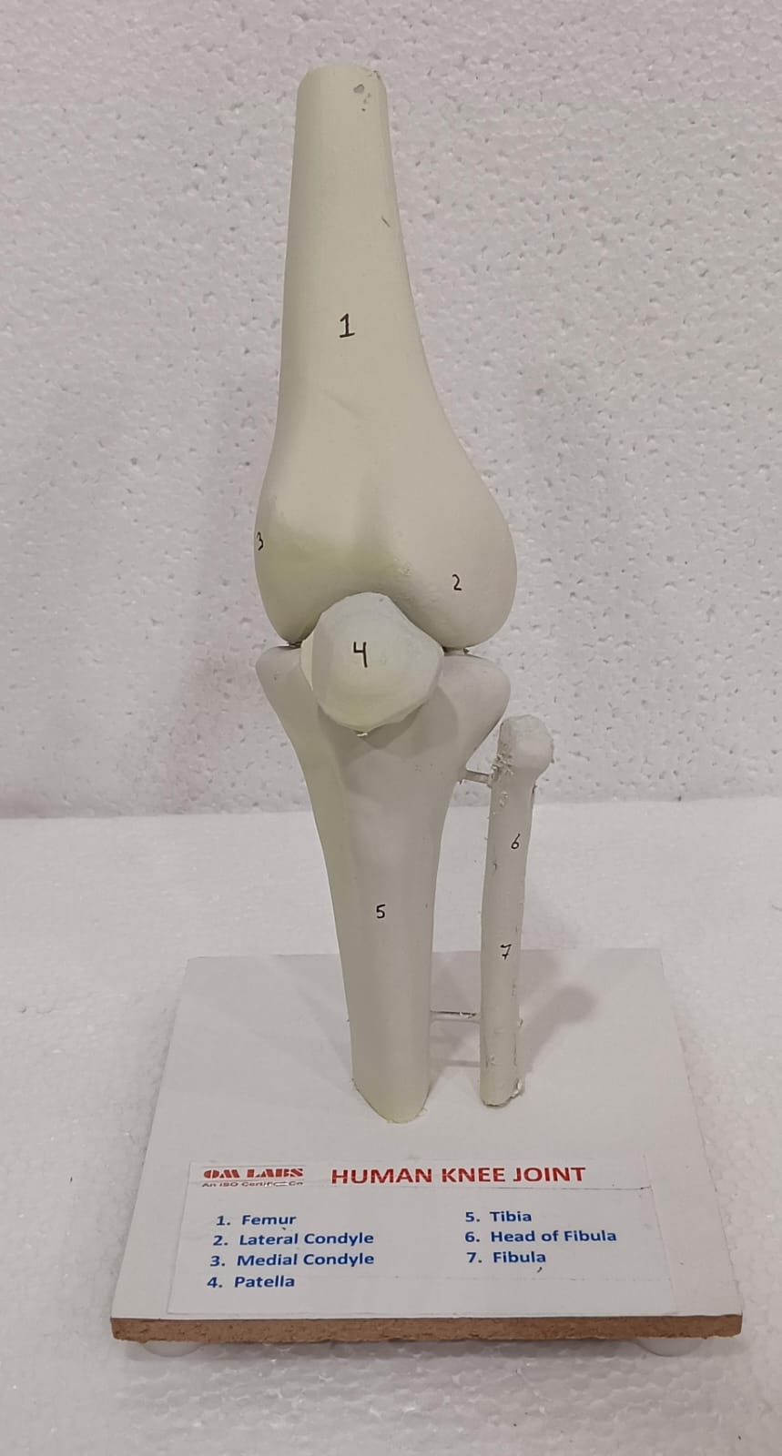 Human Joints Models ( Set of 6 Joints) - Image 6