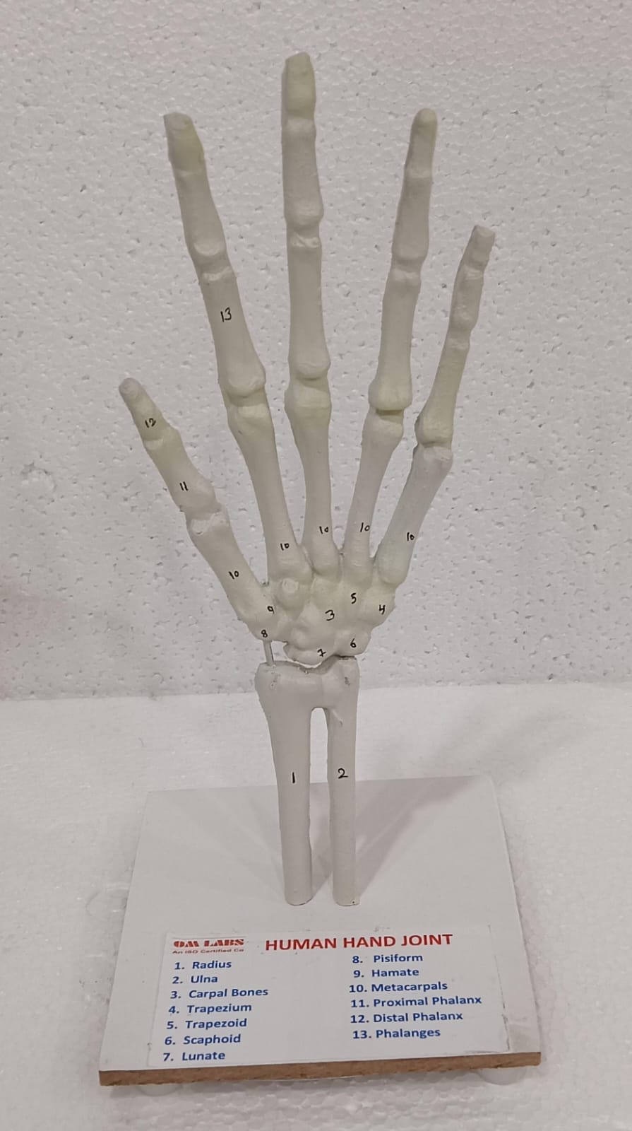 Human Joints Models ( Set of 6 Joints) - Image 4
