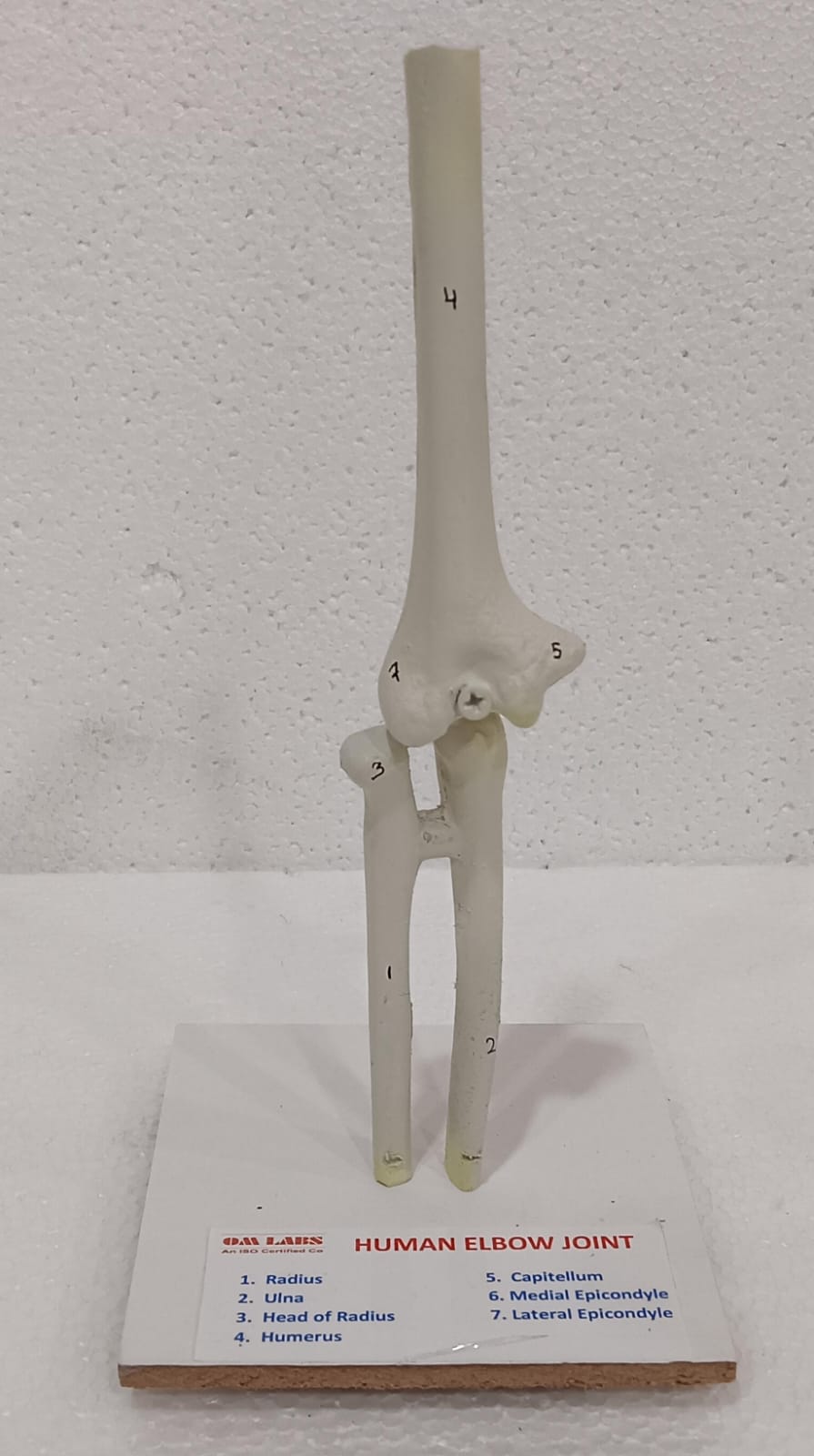 Human Joints Models ( Set of 6 Joints) - Image 3