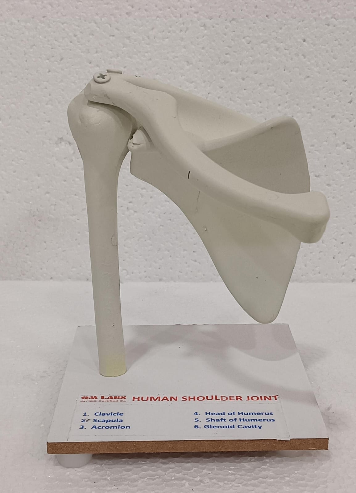 Human Joints Models ( Set of 6 Joints) - Image 2