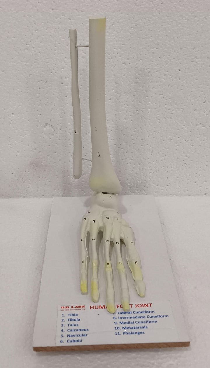 Human Joints Models ( Set of 6 Joints) - Image 7