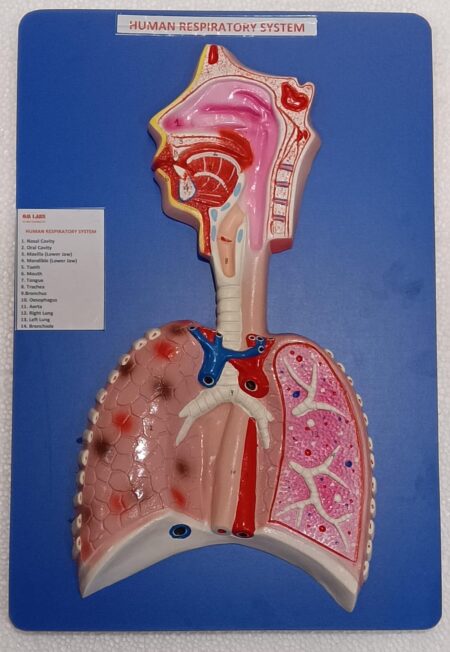 Human Respiratory System on Board 22 x 9.5" ( Superior)