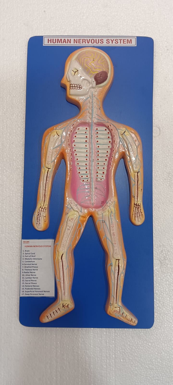Human Nervous System on Board Model Superior 22 x 9.5"