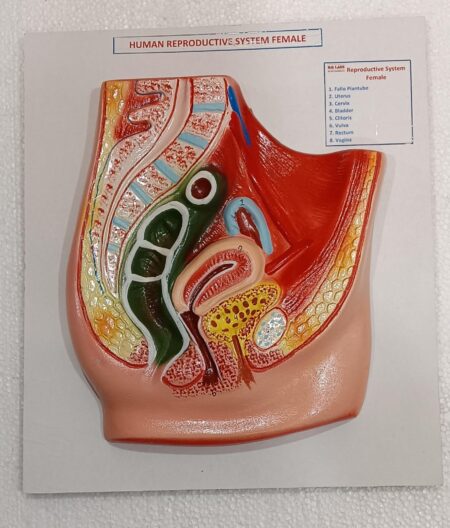 Human Reproductive System Female on Board 14 x 12" ( Regular)