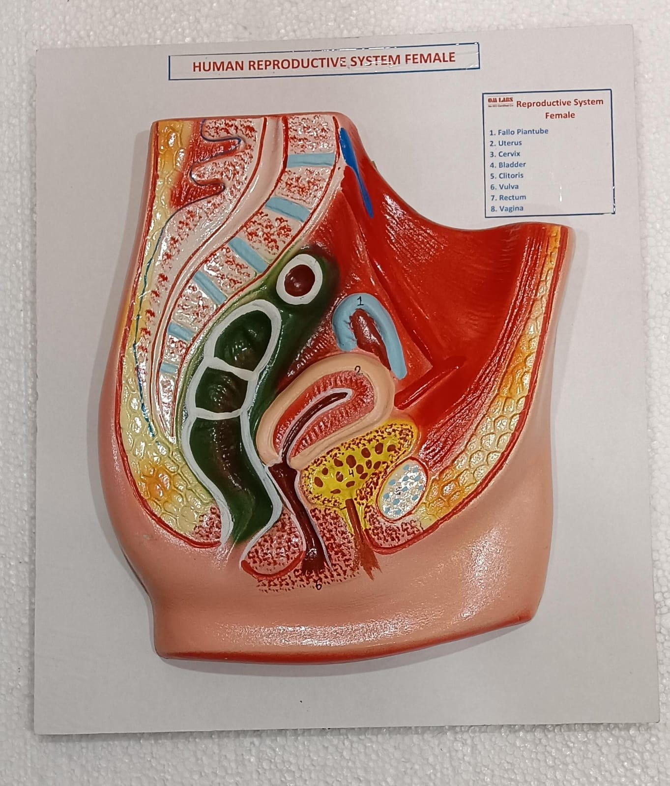 Human Reproductive System Female on Board 14 x 12" ( Regular)