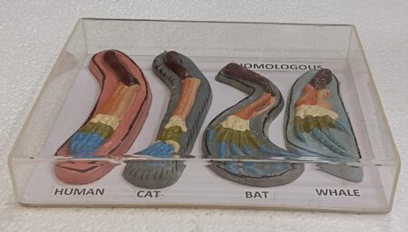 Homologous Organs Animals Models on Acrylic Showcase