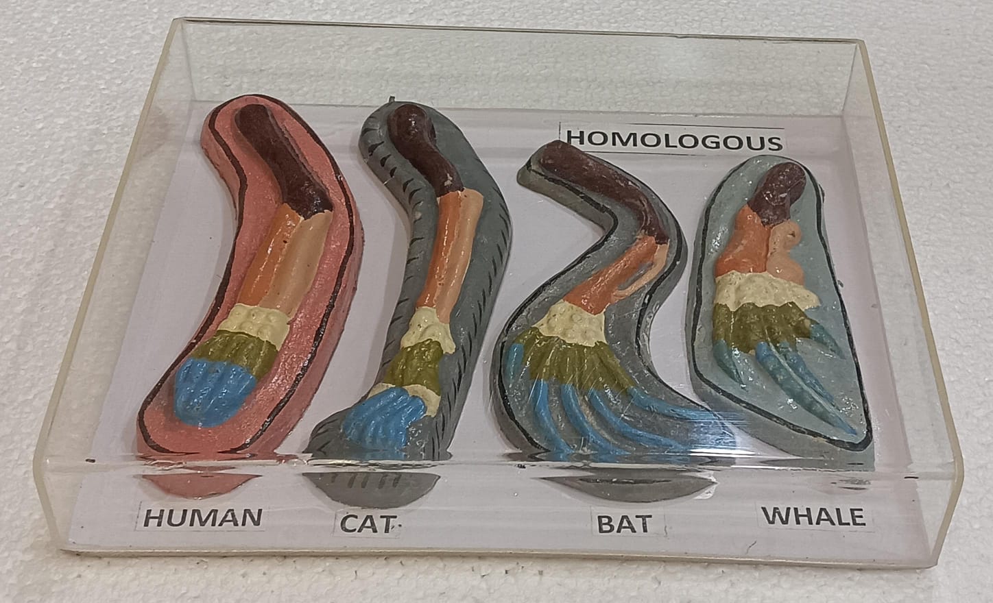Homologous Organs Animals Models on Acrylic Showcase - Image 2