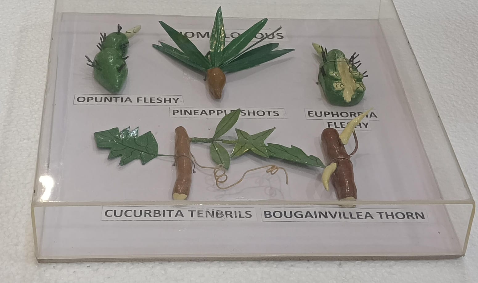 Homologous Organs Plants Models on Acrylic Showcase