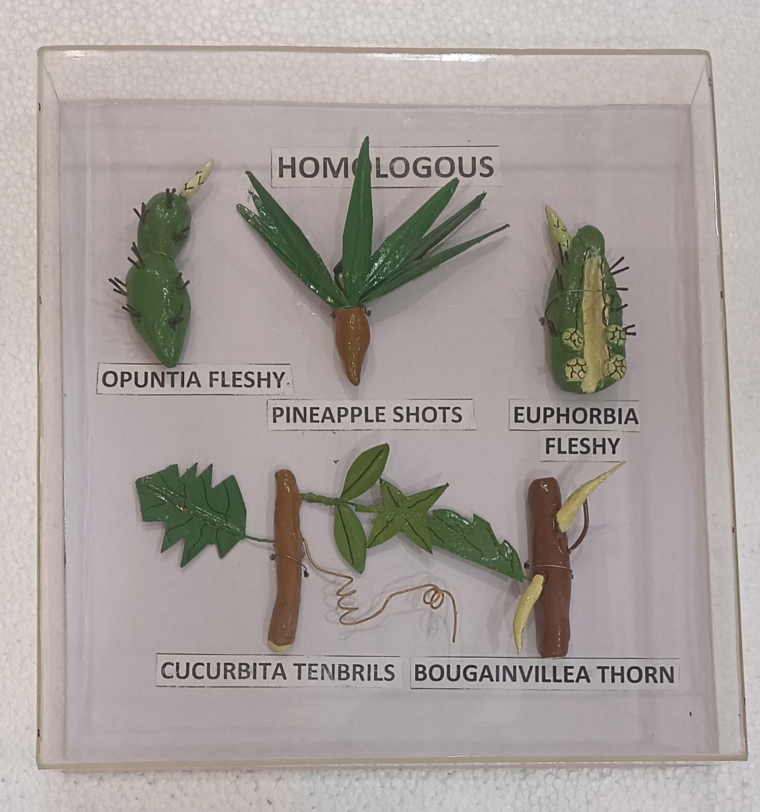 Homologous Organs Plants Models on Acrylic Showcase - Image 2