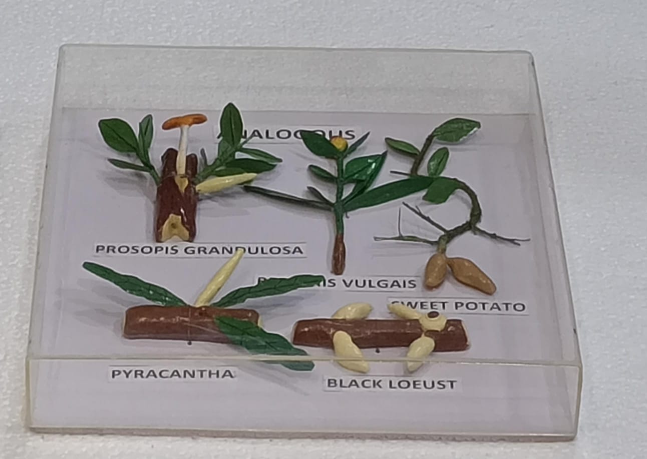 Analogous Organs Plants Models on Acrylic Showcase