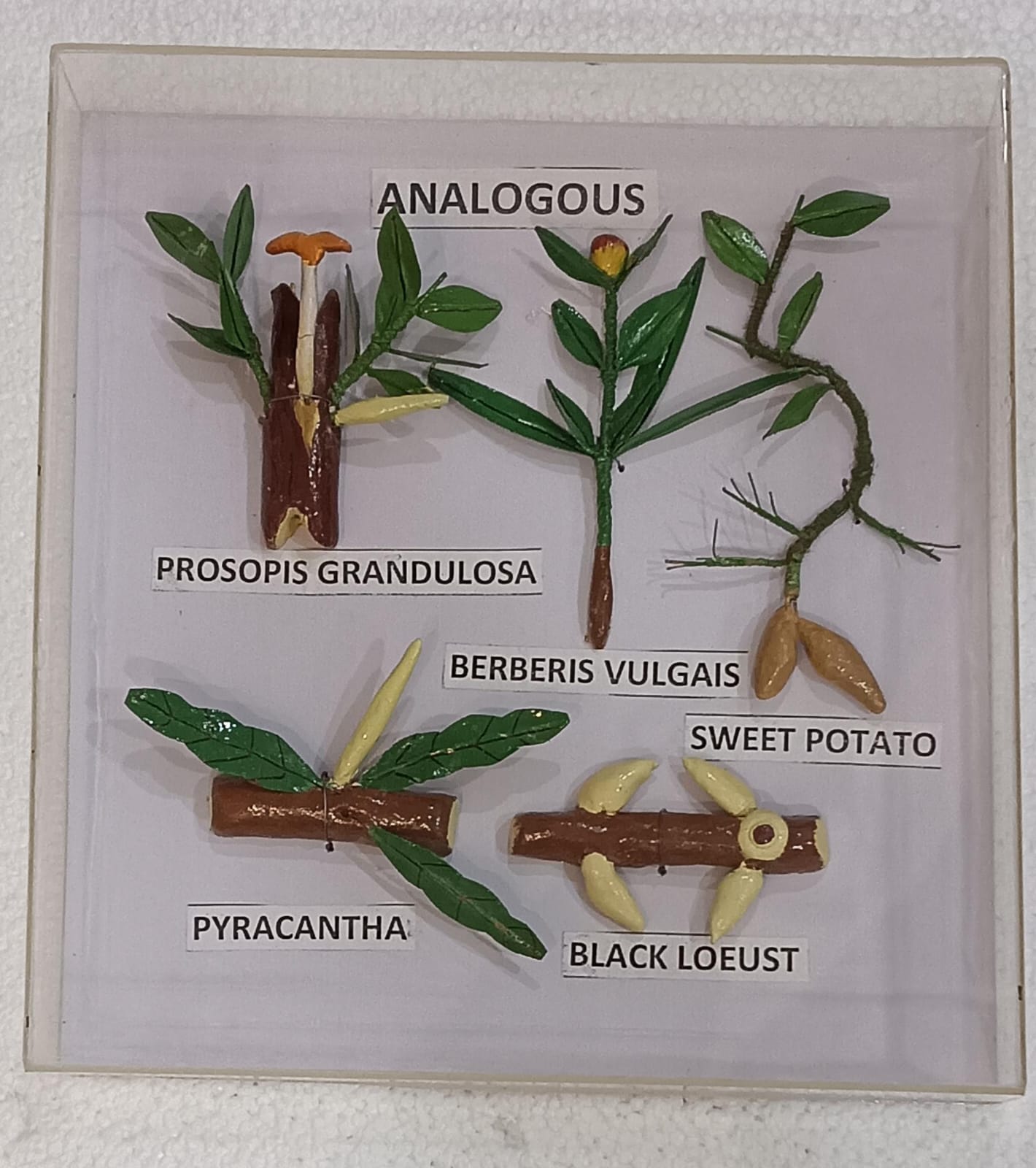 Analogous Organs Plants Models on Acrylic Showcase - Image 2