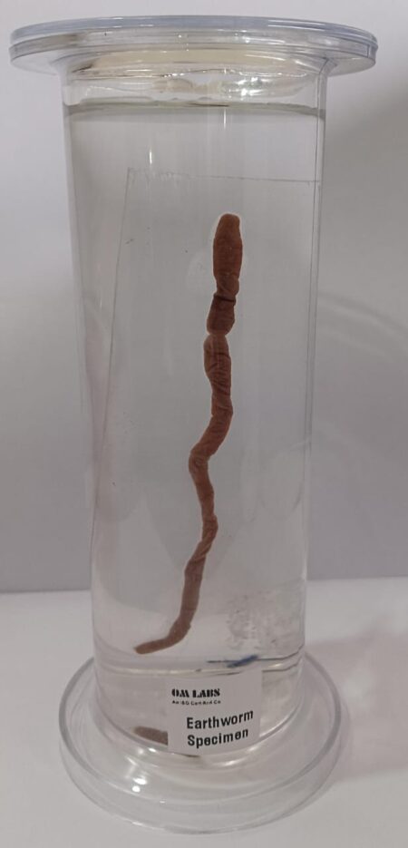 Earthworm Specimen | Zoology Specimen