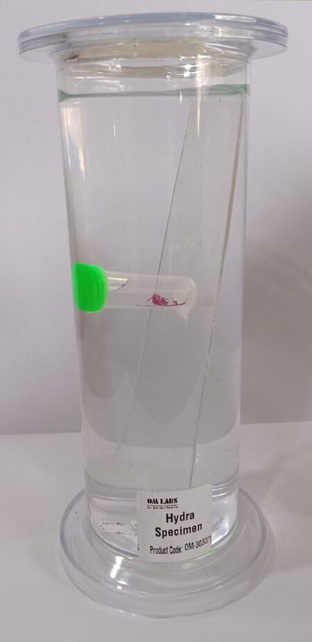 Hydra Specimen | Zoology Specimen