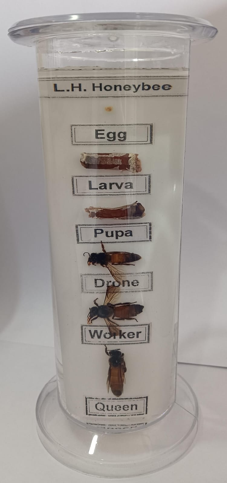 Life Cycle of Honeybee Specimen | Zoology Specimen - Image 2