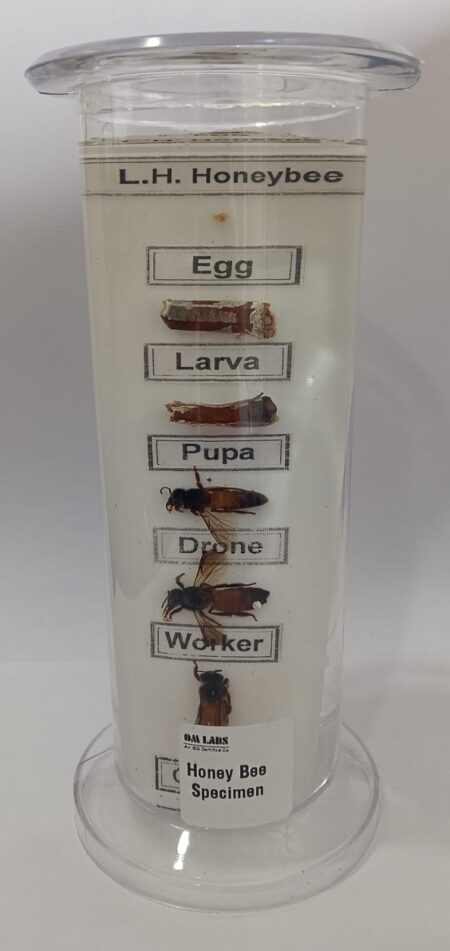 Life Cycle of Honeybee Specimen | Zoology Specimen