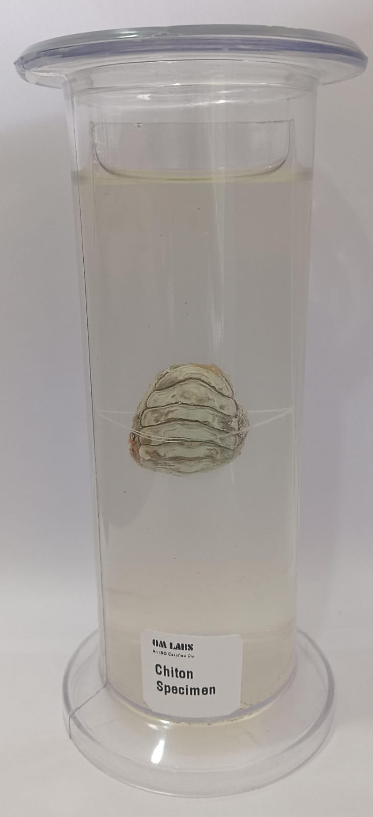 Chiton Specimen | Zoology Specimen