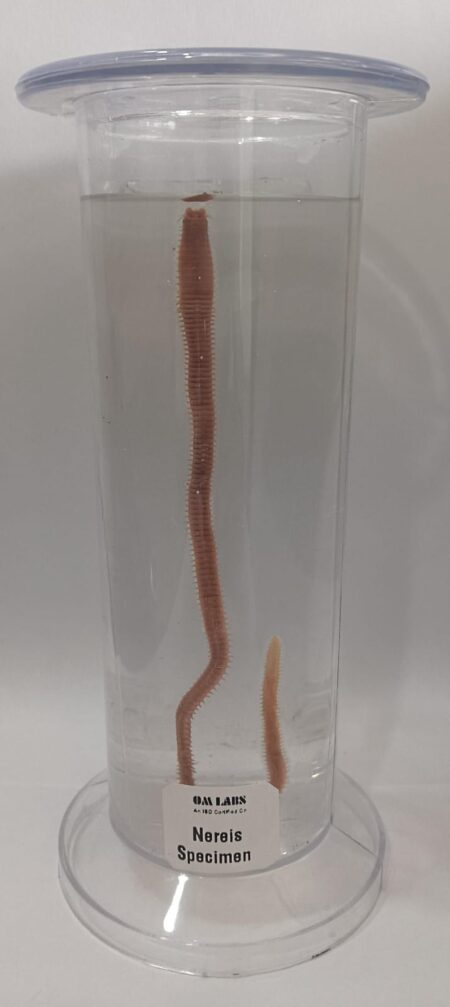Nereis Specimen | Zoology Specimen