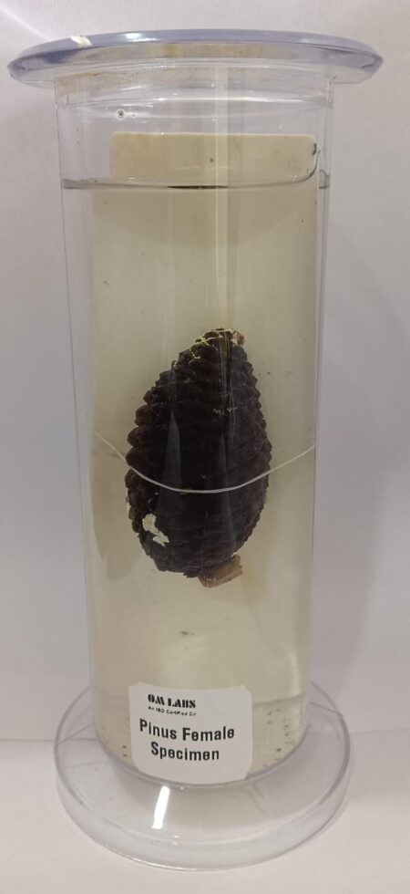 Pinus Female Specimen | Botany Specimen
