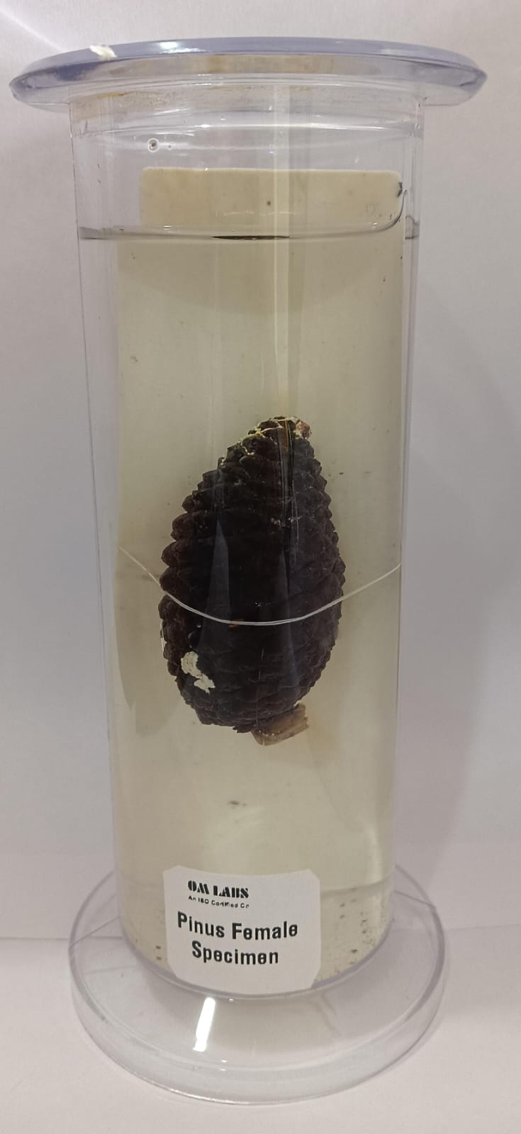Pinus Female Specimen | Botany Specimen