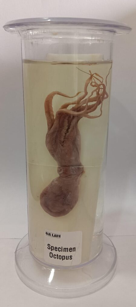 Octopus Specimen | Zoology Specimen