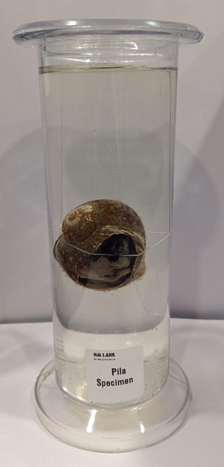 Pila Specimen | Apple Snail | Zoology Specimen