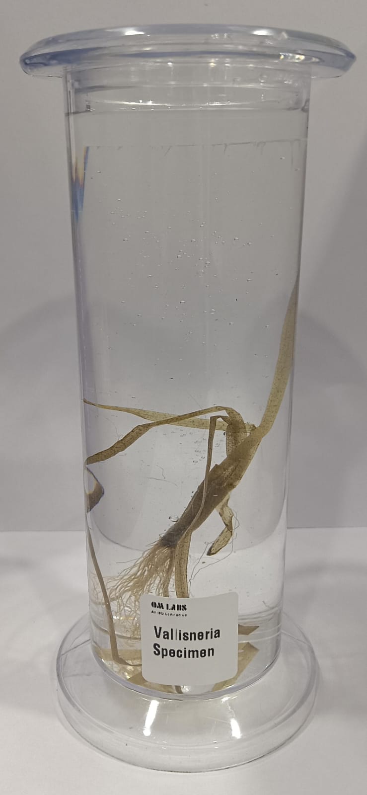 Vallisneria Specimen | Botany Specimen