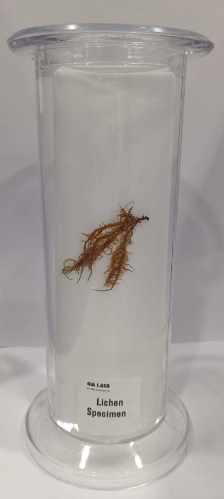Lichen Specimen | Botany Specimen
