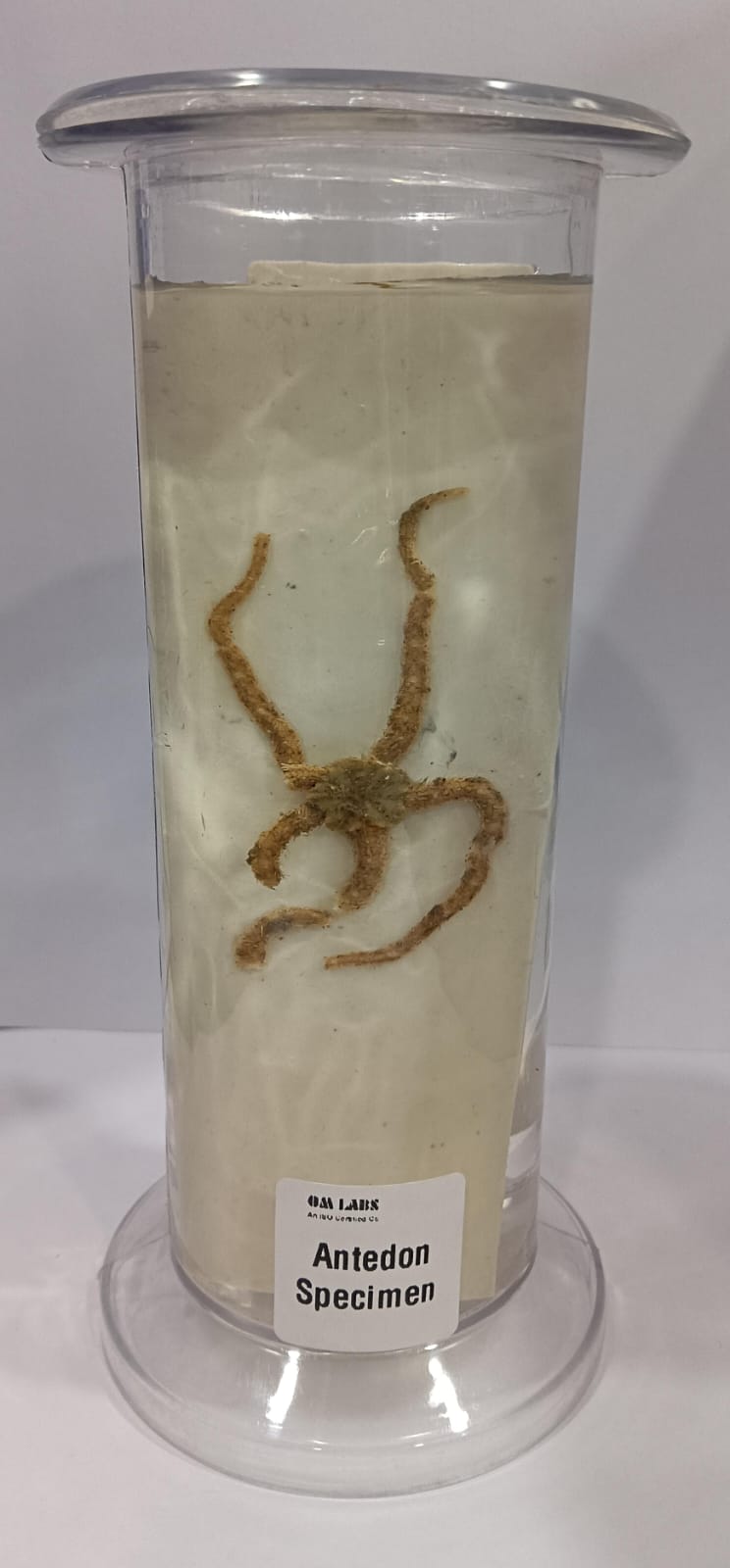 Antedon Specimen | Zoology Specimen