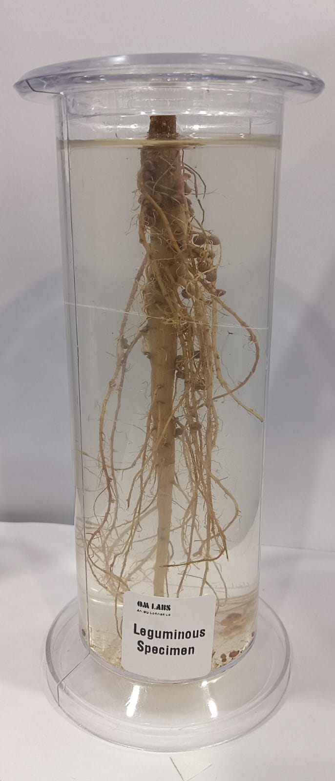 Leguminous Root Specimen | Botany Specimen