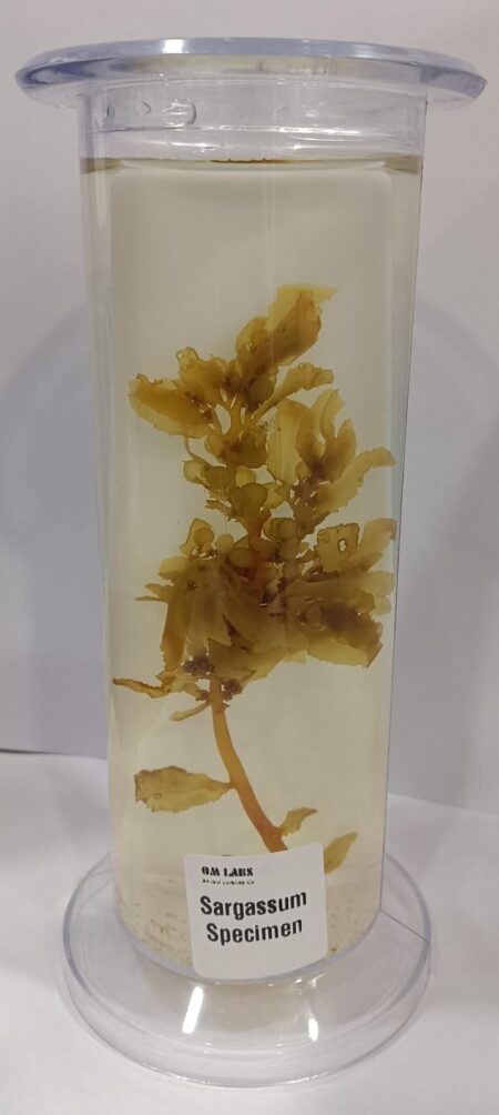 Sargassum Sea Specimen | Botany Specimen
