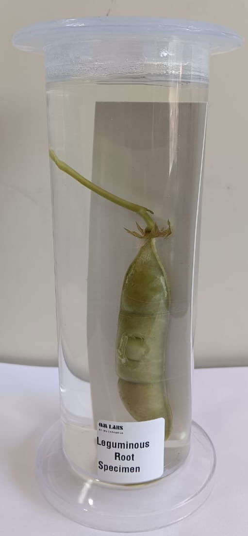 Leguminous Root Specimen | Botany Specimen - Image 2