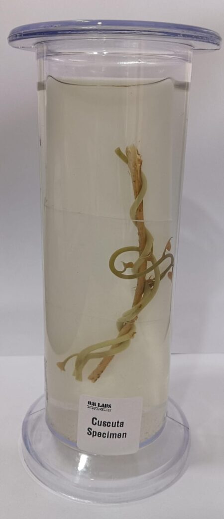 Cuscuta Specimen | Botany Specimen