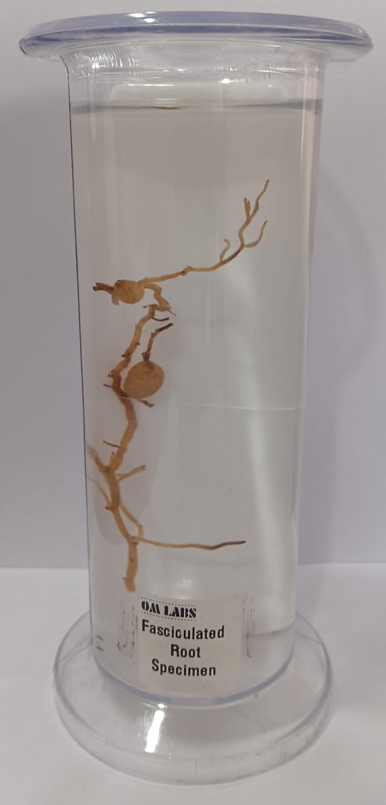 Fasciculata Root | Botany Specimen