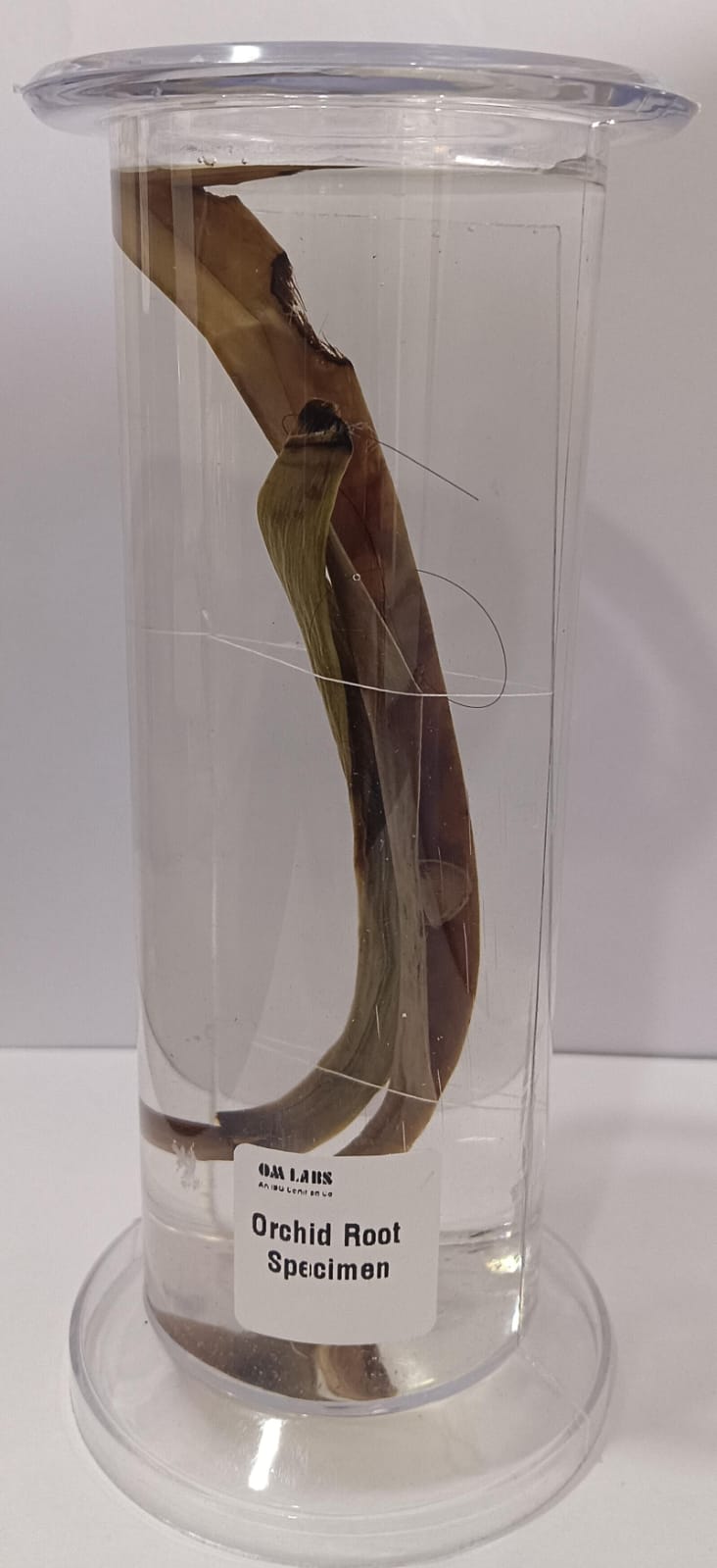 Orchid Root Specimen | Botany Specimen