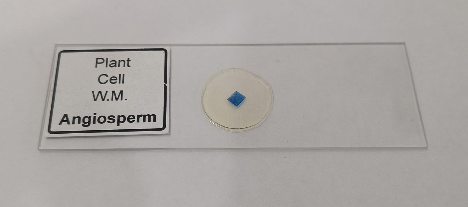 Plant Cell Prepared Microscope Slide Set (Set of 5 Pcs.) with Box - Image 3