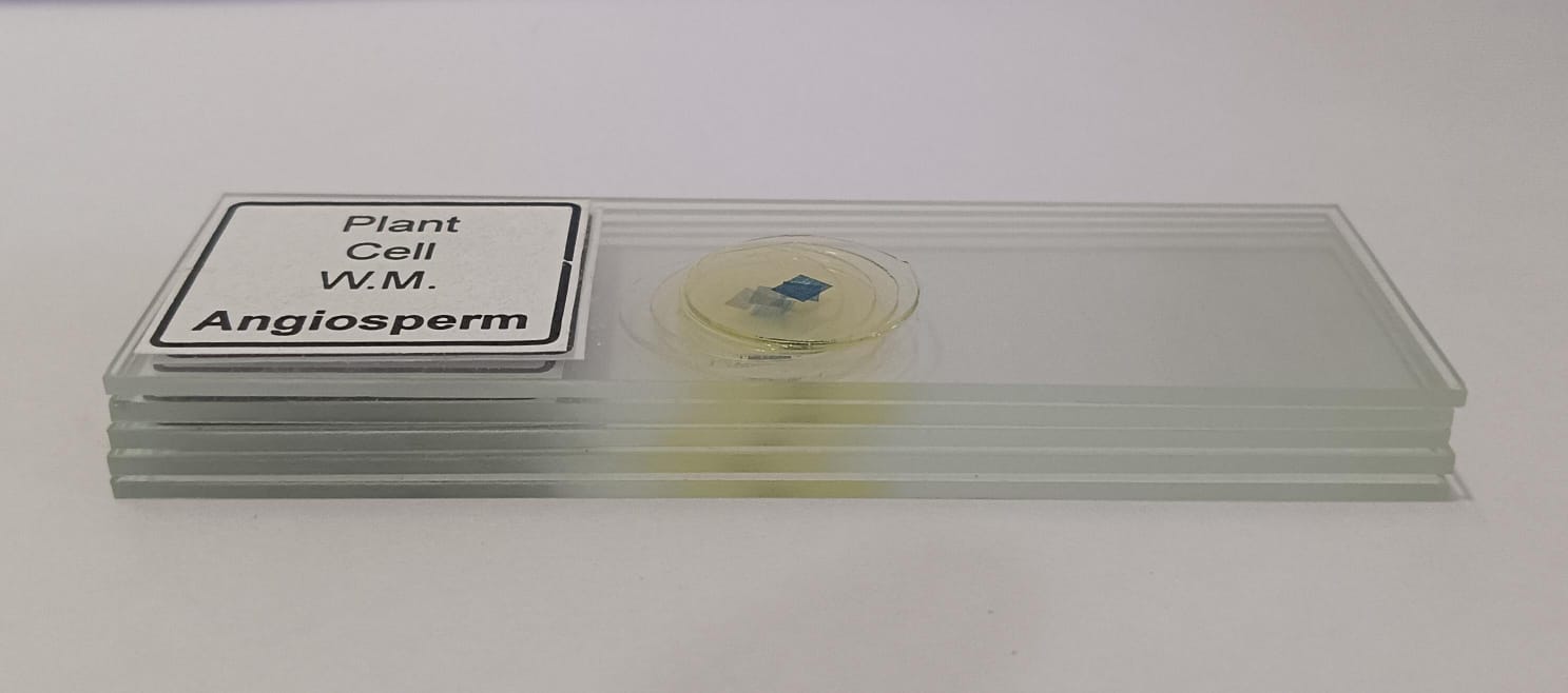 Plant Cell Prepared Microscope Slide Set (Set of 5 Pcs.) with Box - Image 2