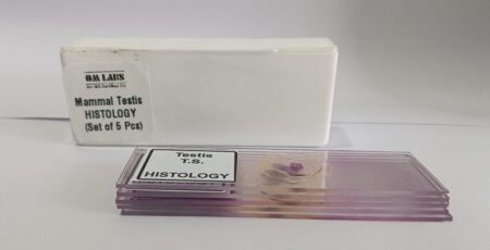 Mammal Testis T.S. Prepared Microscope Set Of 5 Pcs With Plastic Box
