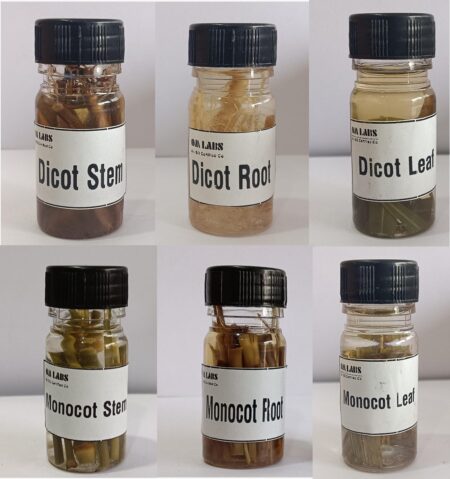 Dicot & Monocot (Stem, Root, Leaf) Working Bottles 15ml  Set Of 6 Pcs