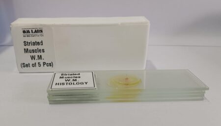 Striated Muscle Prepared Microscope Slide Set Of 5 Pcs. With Plastic Box