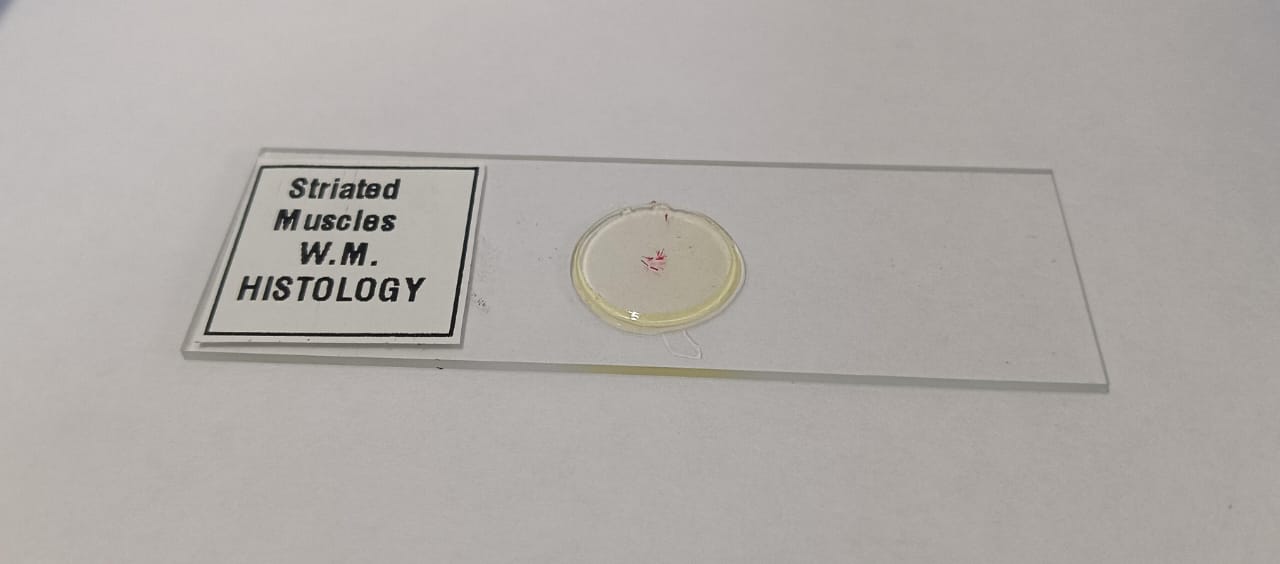 Striated Muscle Prepared Microscope Slide Set Of 5 Pcs. With Plastic Box - Image 3