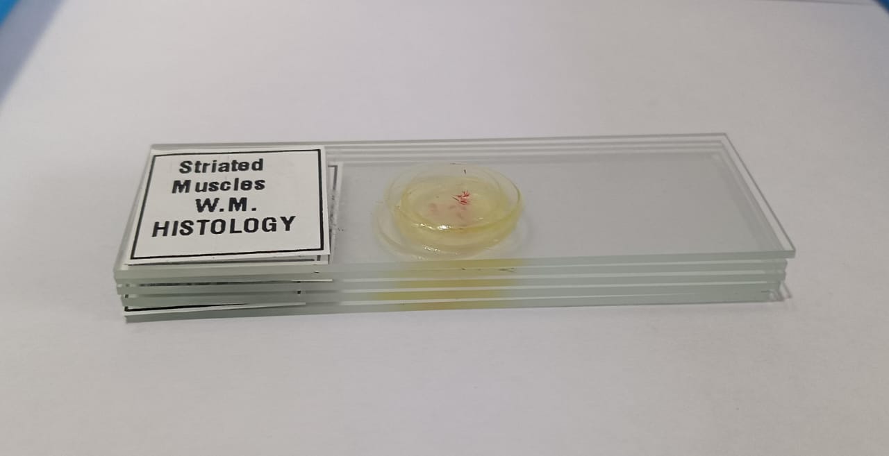 Striated Muscle Prepared Microscope Slide Set Of 5 Pcs. With Plastic Box - Image 2