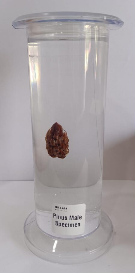 Pinus Male Specimen | Botany Specimen