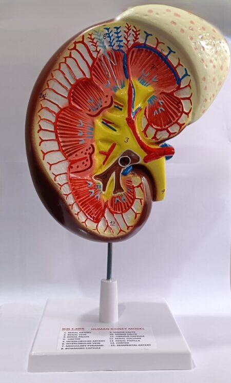 Human Kidney On Stand 2 Part Model | Size: Large