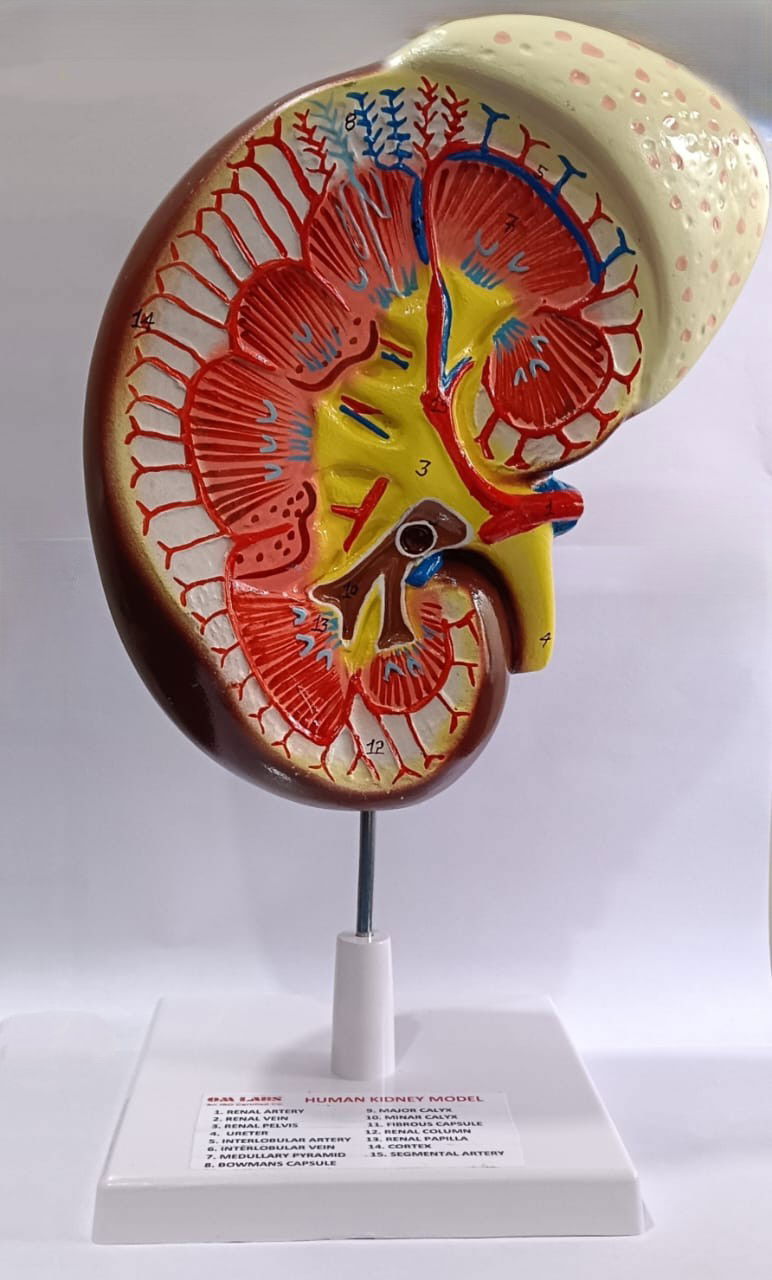 Human Kidney On Stand 2 Part Model | Size: Large