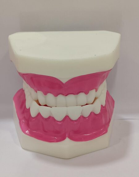 Dental Teeth Teaching Model | Typodont Model